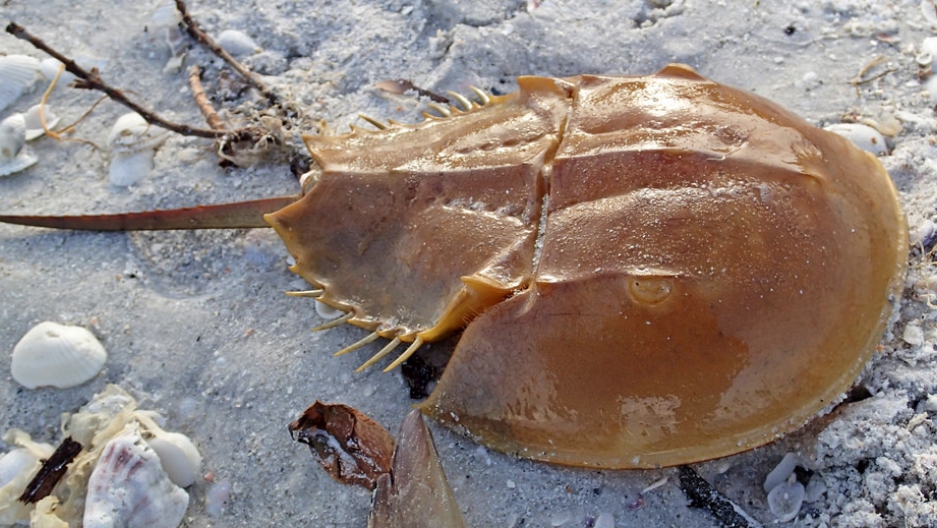 Horseshoe crabs save lives, but their numbers are dwindling